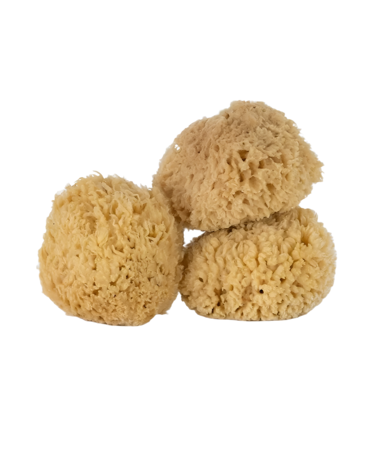 Ritual Sea Sponge - Sculptress