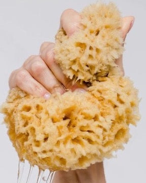 Natural Sea Sponges + Loofahs
