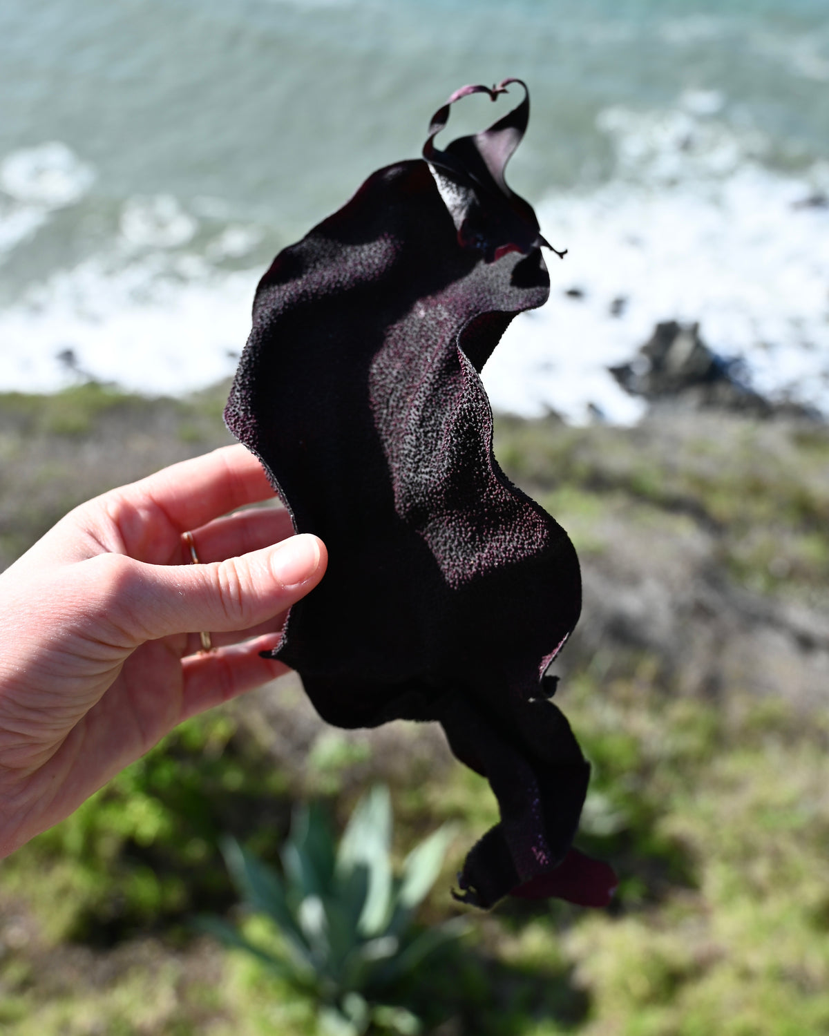 Ritual Seaweed Washcloth - Sculptress